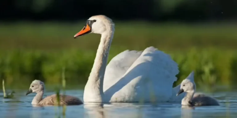 Assisted Living & Memory Care on Beautiful Keller Lake